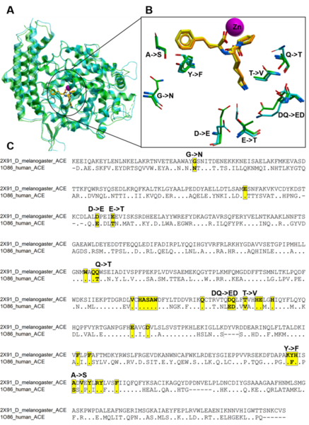 <i>Drosophila</i> proteins as human surrogates for early drug discovery: Findings from detailed structural analysis