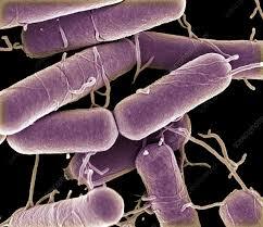 The Effects of Different Aquatic Environments on the Rate of Polyethylene Biodegradation by <em>Bacillus subtilis<em>