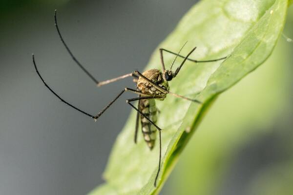 The Effect of Poverty on Mosquito-borne Illness Across the United States