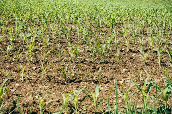 Effect of Fertilizer on Water Quality of Creeks over Time