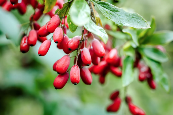 Comparative screening of dose-dependent and strain-specific antimicrobial efficacy of berberine against a representative library of broad-spectrum antibiotics
