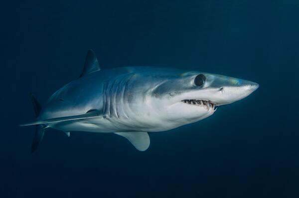 Aggression of <i>Carcharhinus leucas</i> and <i>Carcharhinus amblyrhynchos</i> towards humans