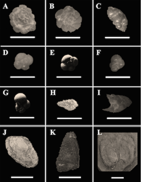 Estimating Paleoenvironments Utilizing Foraminiferal Fossils from the Toyohama Formation, Aichi Prefecture, Central Japan