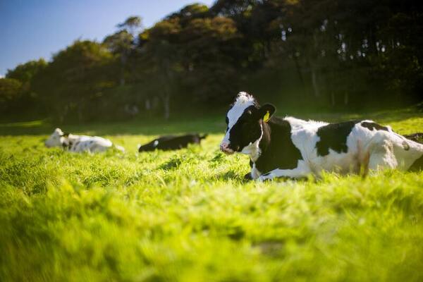 Protein concentrations in cows’ milk during the four stages of lactation