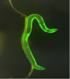 Effect of Natural Compounds Curcumin and Nicotinamide on α-synuclein Accumulation in a C. elegans Model of Parkinson’s Disease