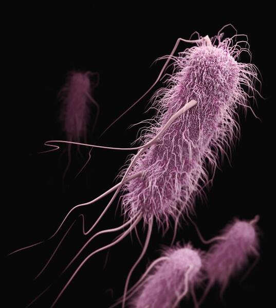 How CAFOs affect <i>Escherichia coli</i> contents in surrounding water sources