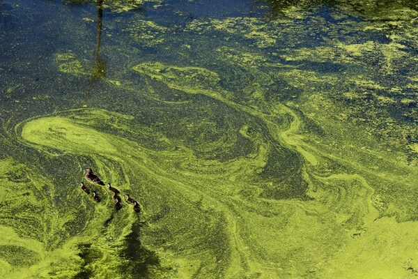 Interaction of light with water under clear and algal bloom conditions