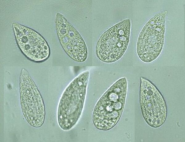 Longer Exposure to 2% India Ink Increases Average Number of Vacuoles in <em>Tetrahymena pyriformis</em>
