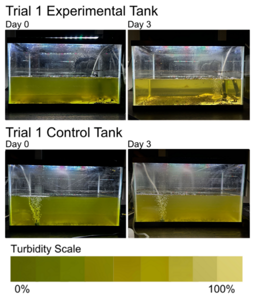 Evaluating the filtration efficiency and water quality impact of <i>Corbicula javanicus</i>