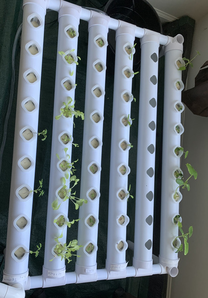 Performance comparison of indoor polyculture utilizing hydroponic and soil-based systems